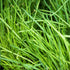 Chive Seeds